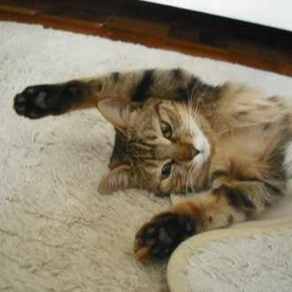 はじめまして 猫好き女です のんたんすーたん Note