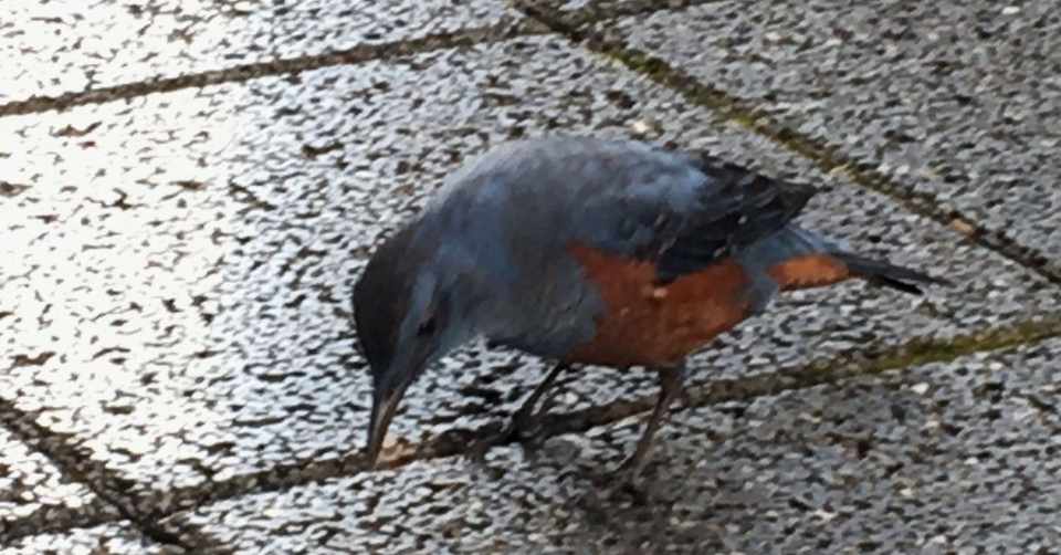 幸せの青い鳥と出合う 冬の終わりの吉兆 165 730 Itochan Note