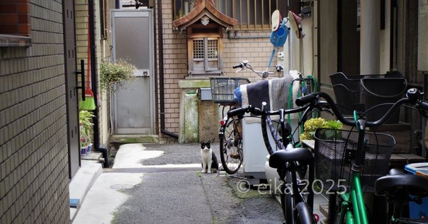 絶滅危惧種‼ 街の金物屋｜お店の終活