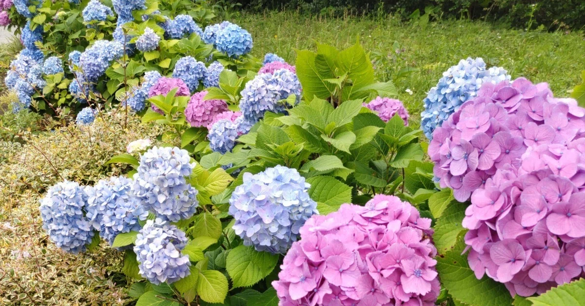 紫陽花|はるお