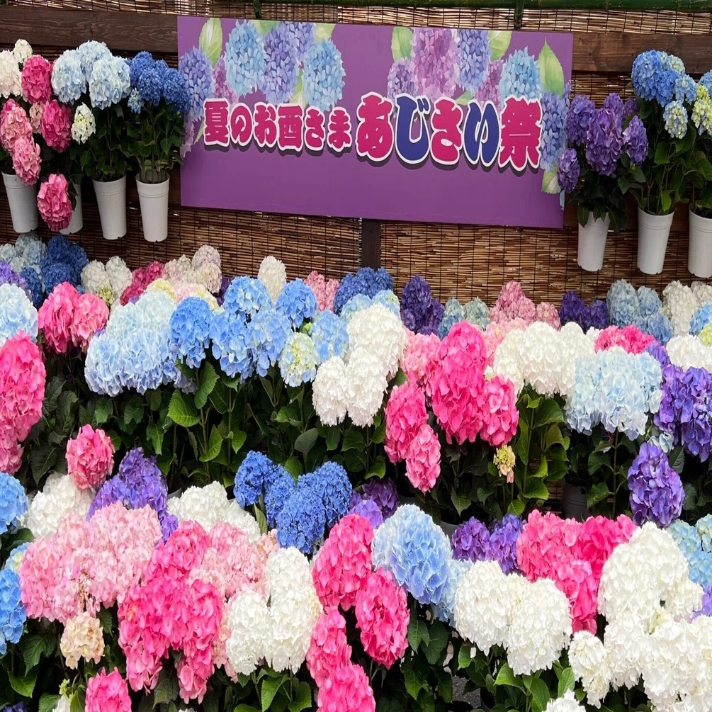 Hydrangea Festival｜ミント