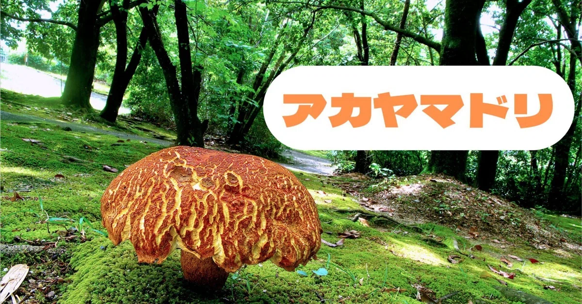 ポルチーニは公園で その2 アカヤマドリ｜ゆたし