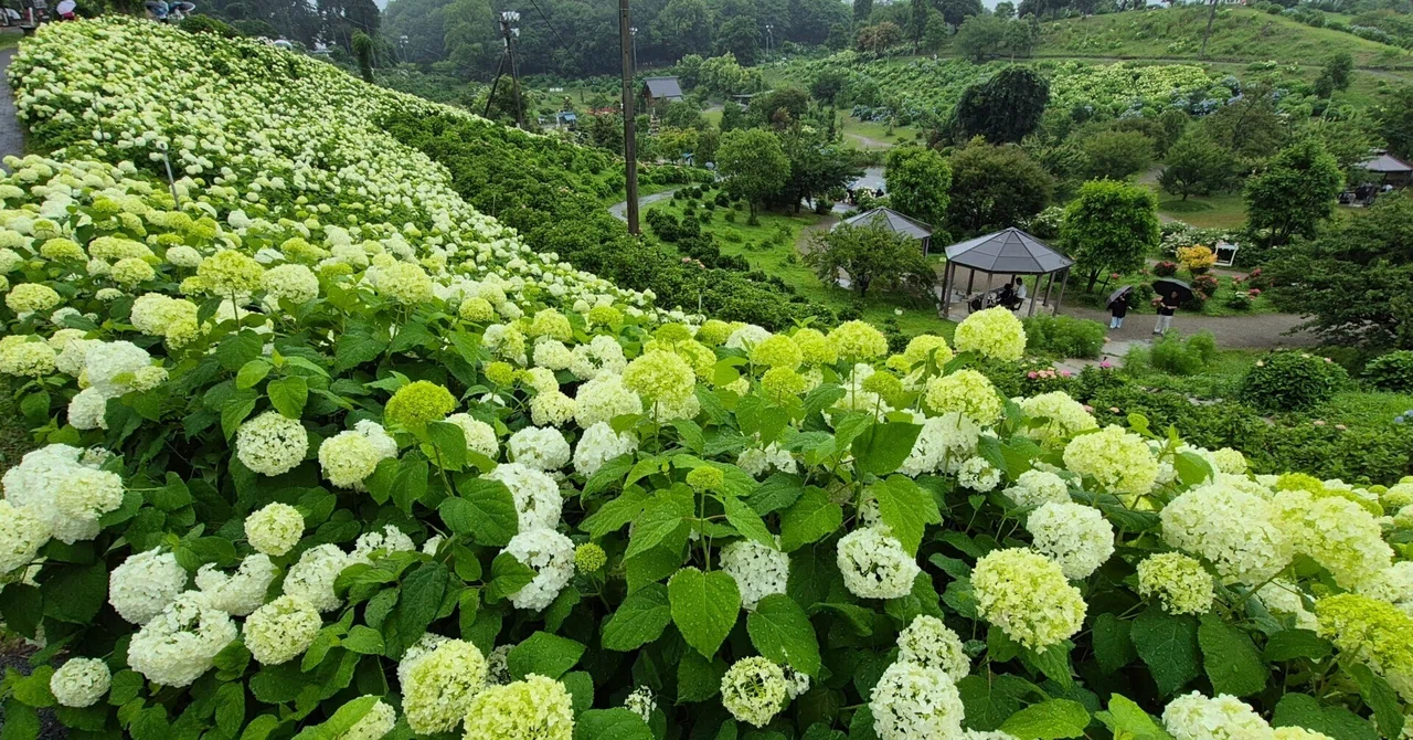 雨の中の紫陽花＆花菖蒲＆蓮 in三重｜Toririn