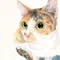 猫灯夜譚