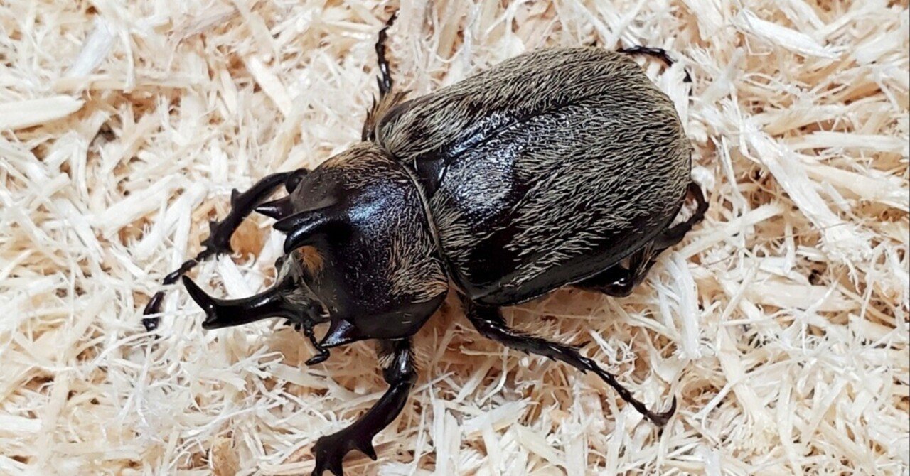 テルシテスヒメゾウカブトの飼育記録【2020～2022】｜AKECHI