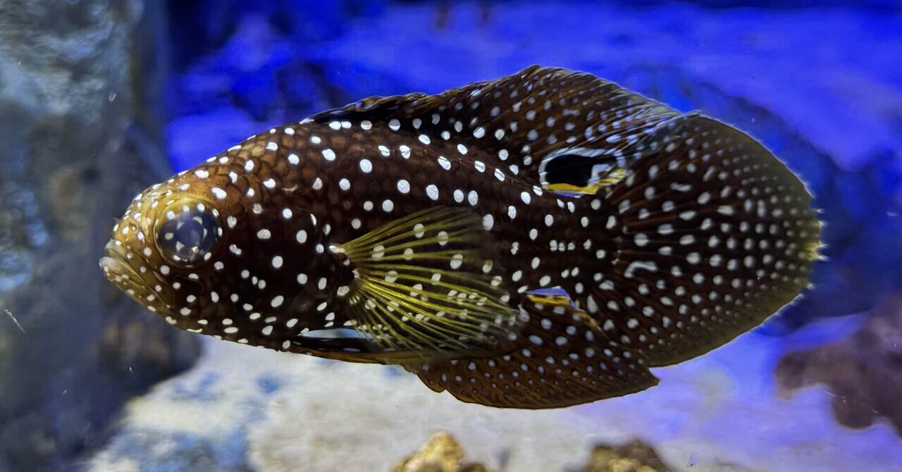 リニューアルした竹島水族館についに行くことができた②｜Shomin Shinkai