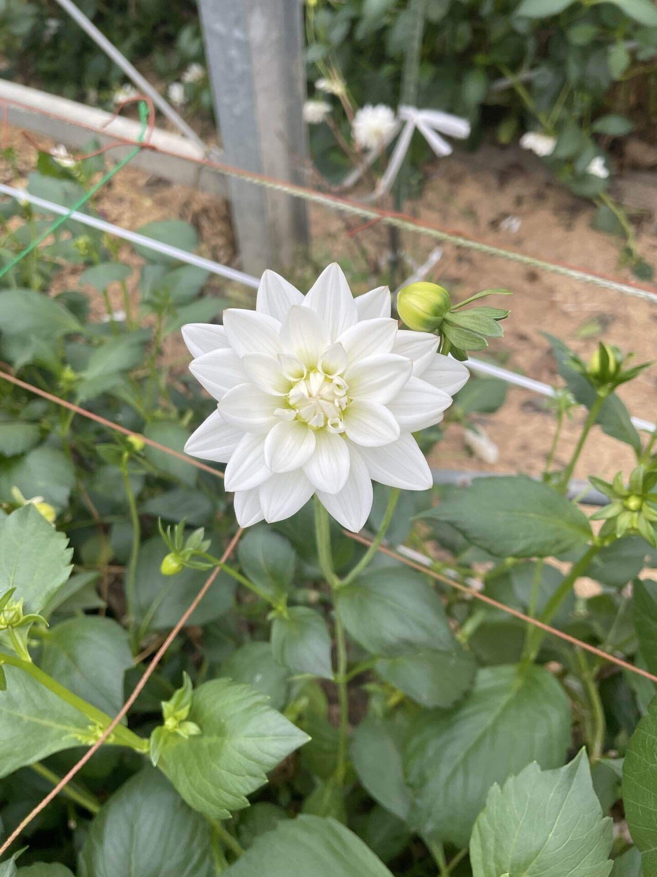 タカセ花園のダリア図鑑vol.3｜シベリア・彩雪・マルガリータ ─ 白