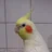 ひまわり