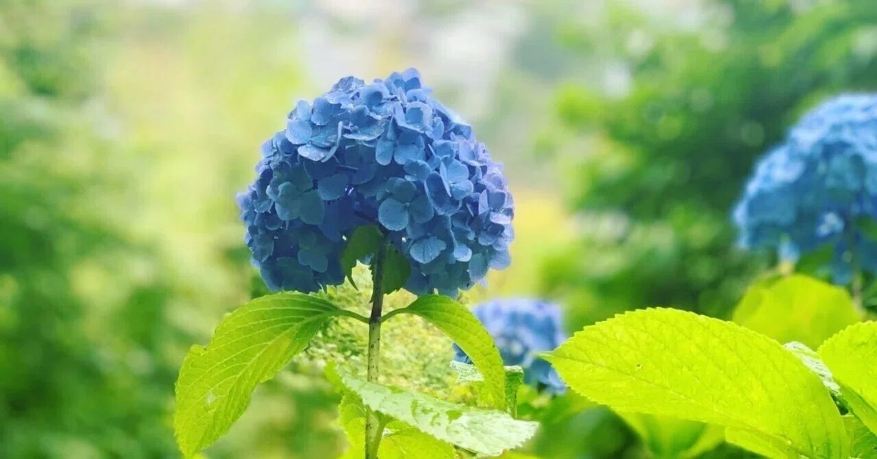 ジメジメ系の用土最新｜UC.熱帯植物のすゝめ