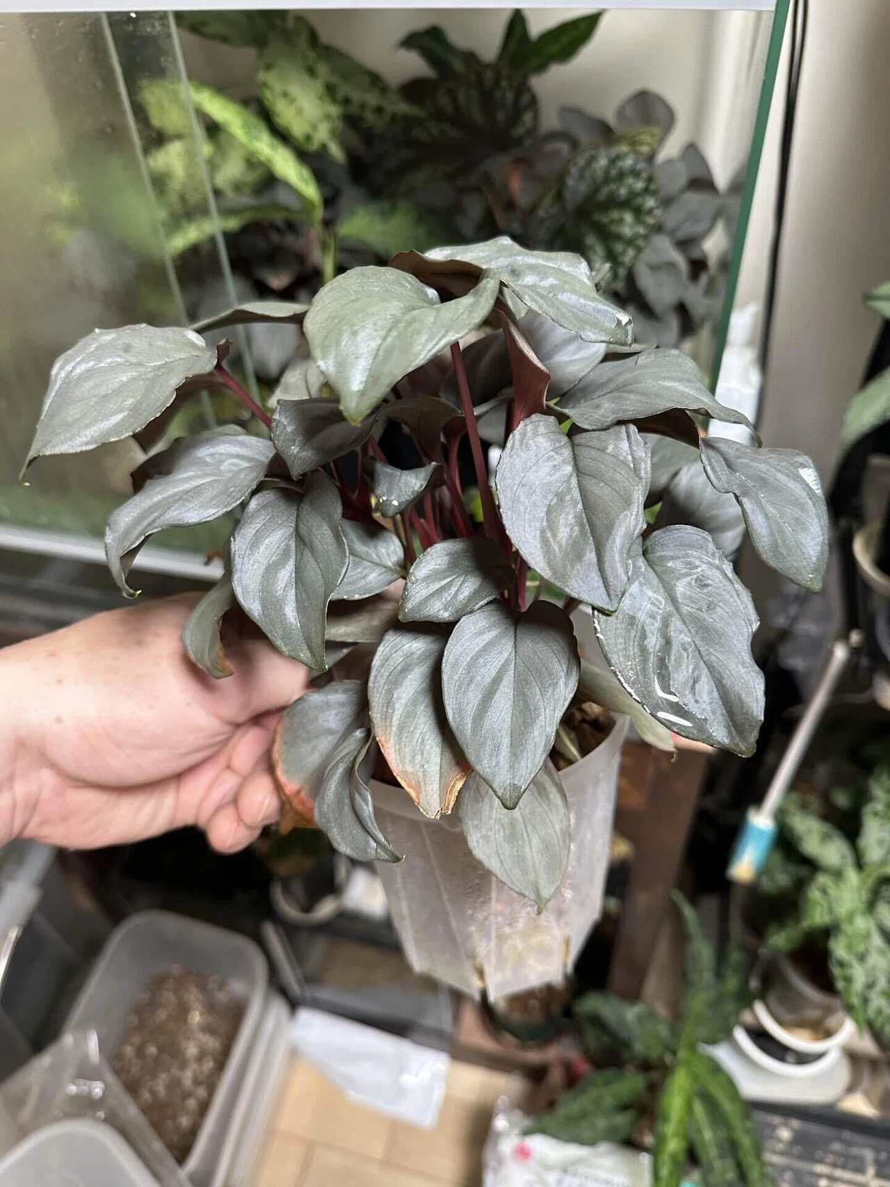 ジメジメ系の用土最新｜UC.熱帯植物のすゝめ