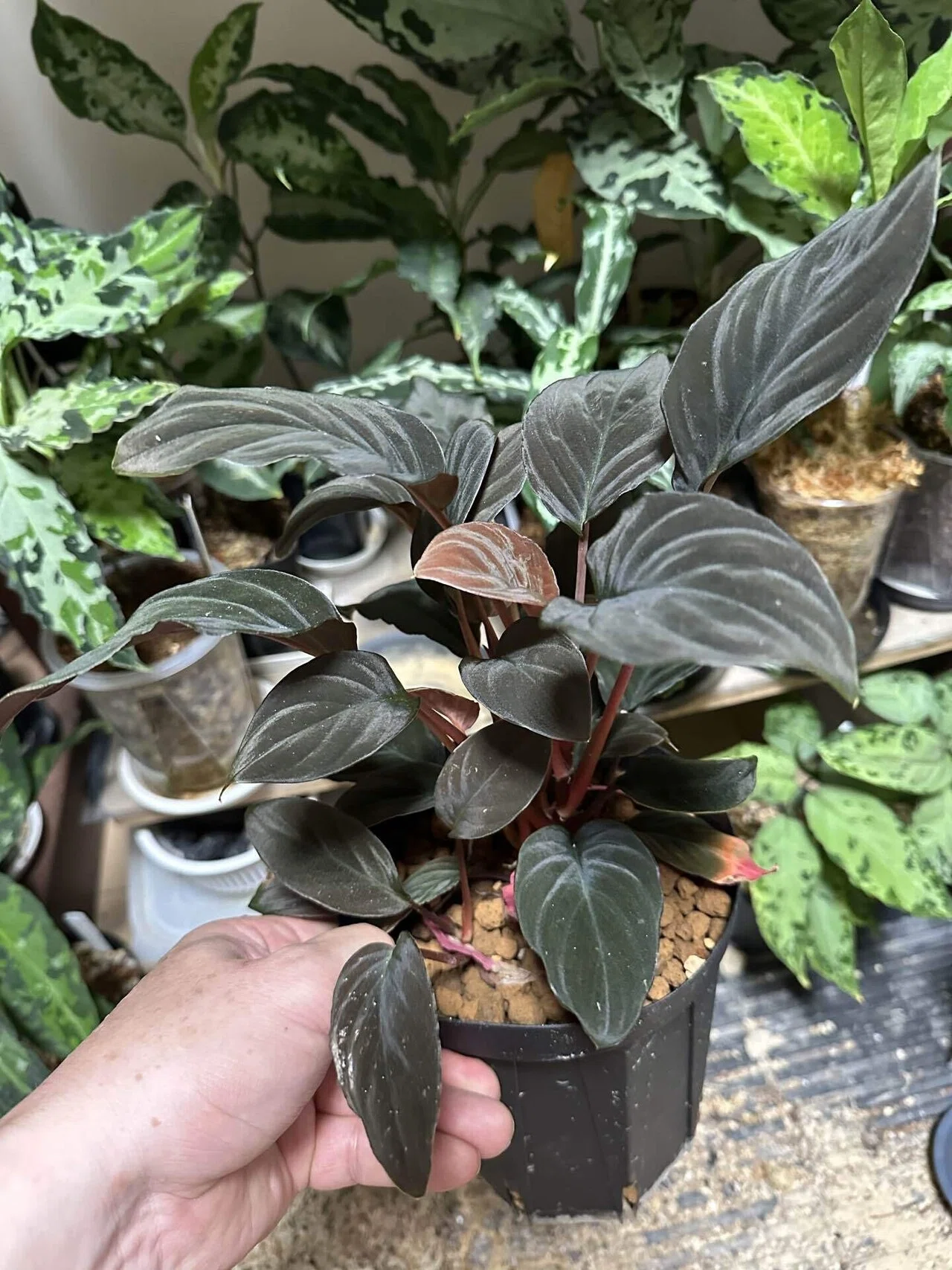ジメジメ系の用土最新｜UC.熱帯植物のすゝめ