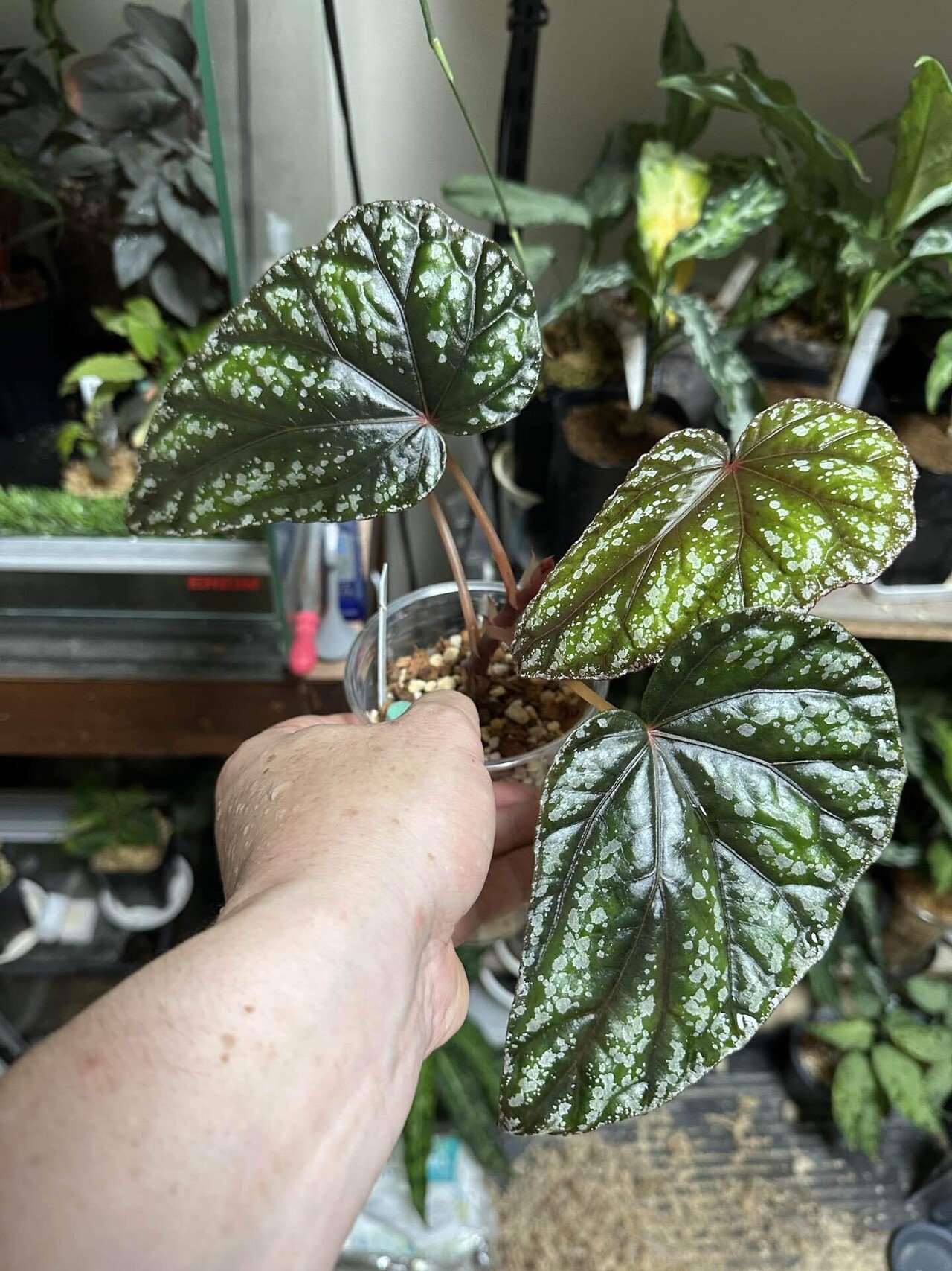 ジメジメ系の用土最新｜UC.熱帯植物のすゝめ