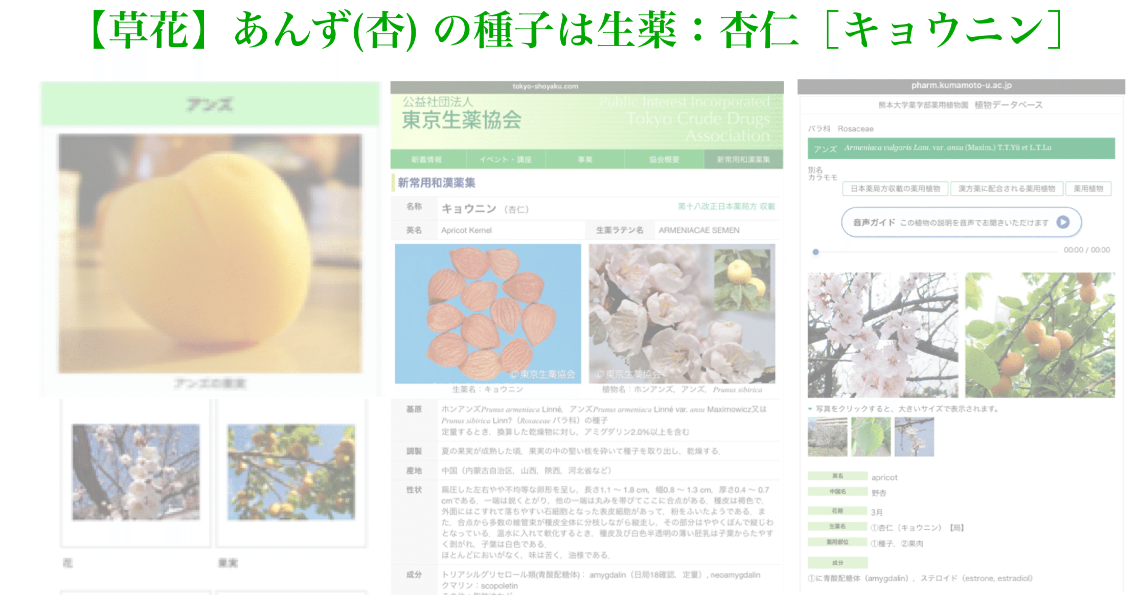 草花】あんず(杏) ( 種子は生薬：杏仁［キョウニン］)｜200im
