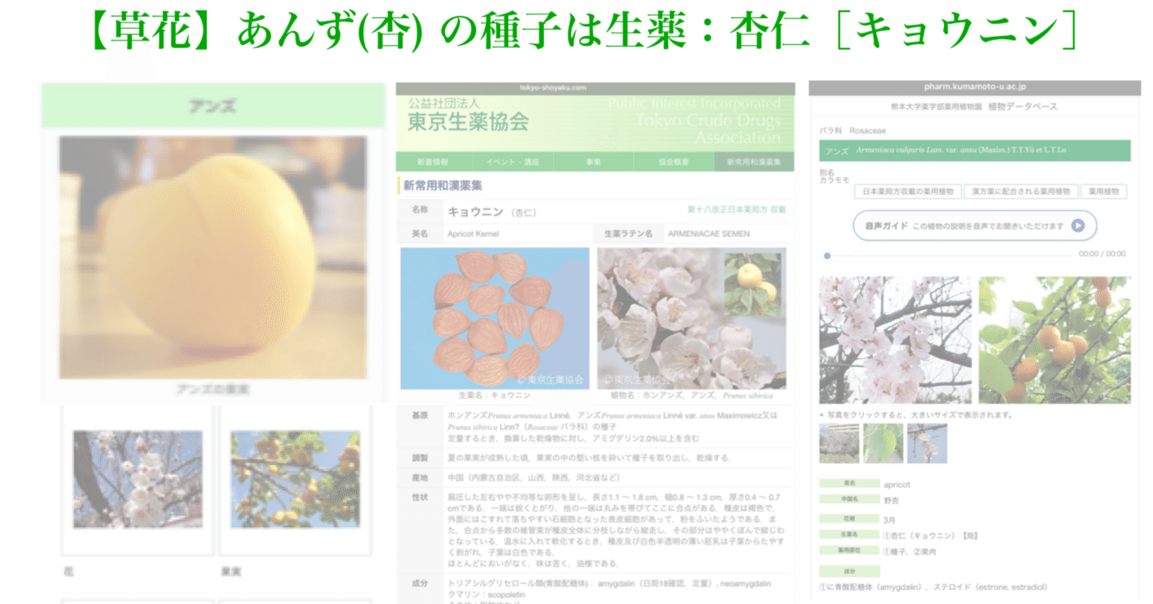 草花】あんず(杏) ( 種子は生薬：杏仁［キョウニン］)｜200im