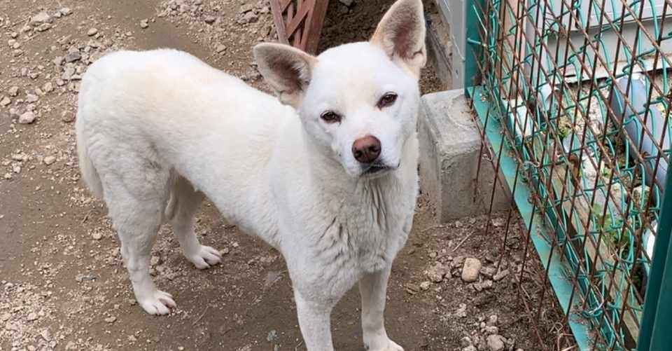 必見 犬が怖いと感じやすいもの ３選 犬は実はとても怖がりだった シスト 犬の心理学研究員 Note