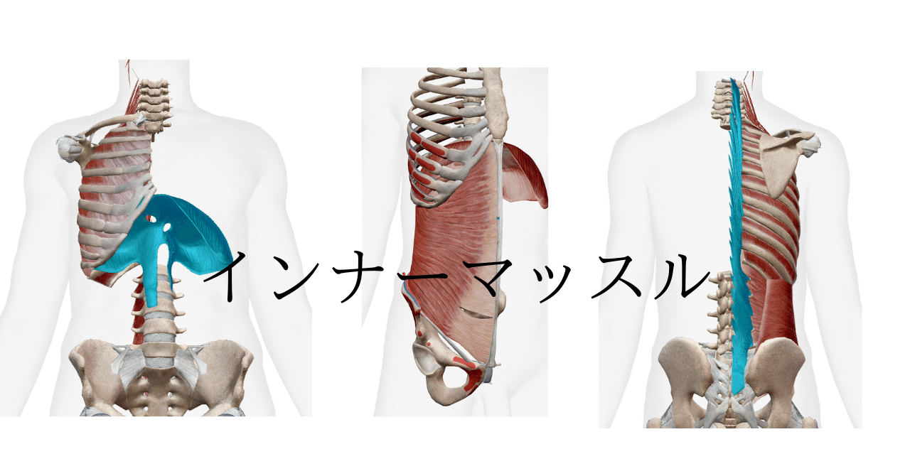 インナーマッスルとは？体の土台を整える最強の筋肉」：姿勢改善・ケガ