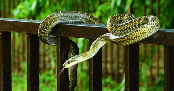 ヘビ関東ページ Japan Snake Center