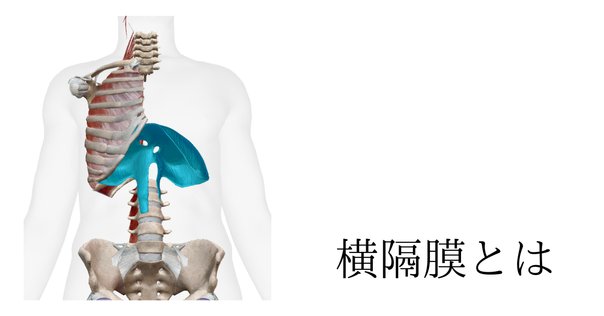 臨床につなげる ！ 機能解剖学教室機能解剖学総論と肩複合体の機能解剖学【全２巻】 Amazon.co.jp: 臨床につなげる ！ 機能解剖学教室機能解剖学総論
