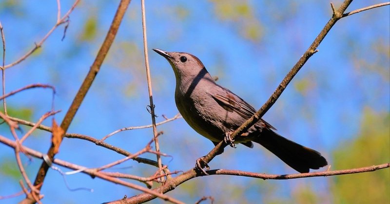 間違えやすい日本語 飛ぶ鳥跡を濁さず クマさんどちら Note 間違えやすい日本語 飛ぶ鳥跡を濁さず クマさんどちら Note