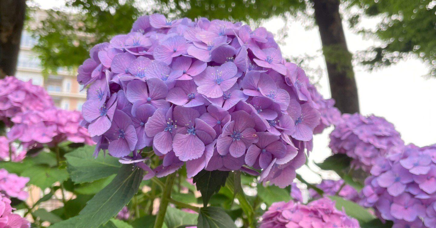 紫陽花　くるくる　ご購入前にコメントください‼️ Yahoo!オークション - レア 人気アジサイ くるくる 4号鉢 紫陽花 成長