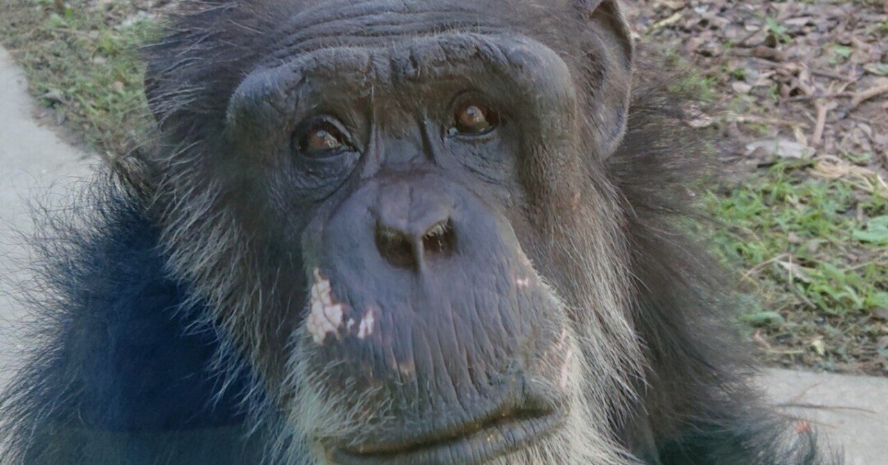 チンパンジー♂すぐると賢い♀チンパンジーたち｜沖縄こどもの国