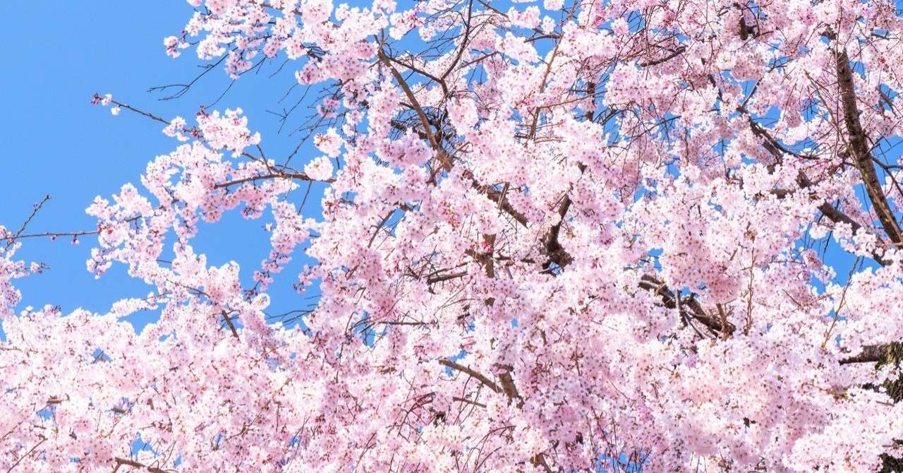 京都-桜-風景-イメージ