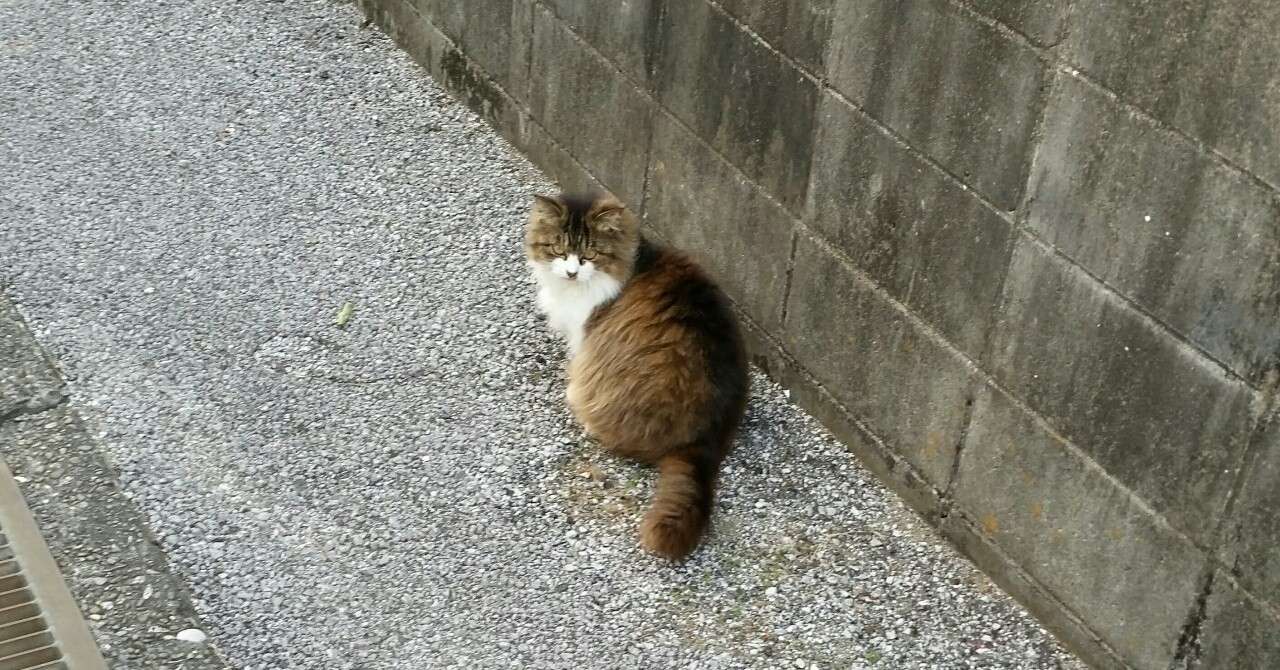 100 猫 黙ら せる