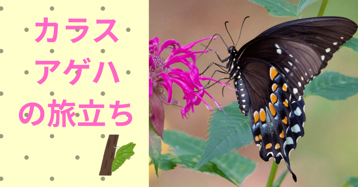 カラスアゲハの旅立ち」―詩―｜立山 剣