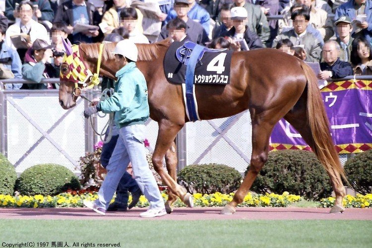 1997/03/09  #尾花栗毛 #ALBUM #競馬 #Thoroughbred #トウショウフレスコ #サラブレッド #Tosho_Fresco #中山競馬場 #photo #写真