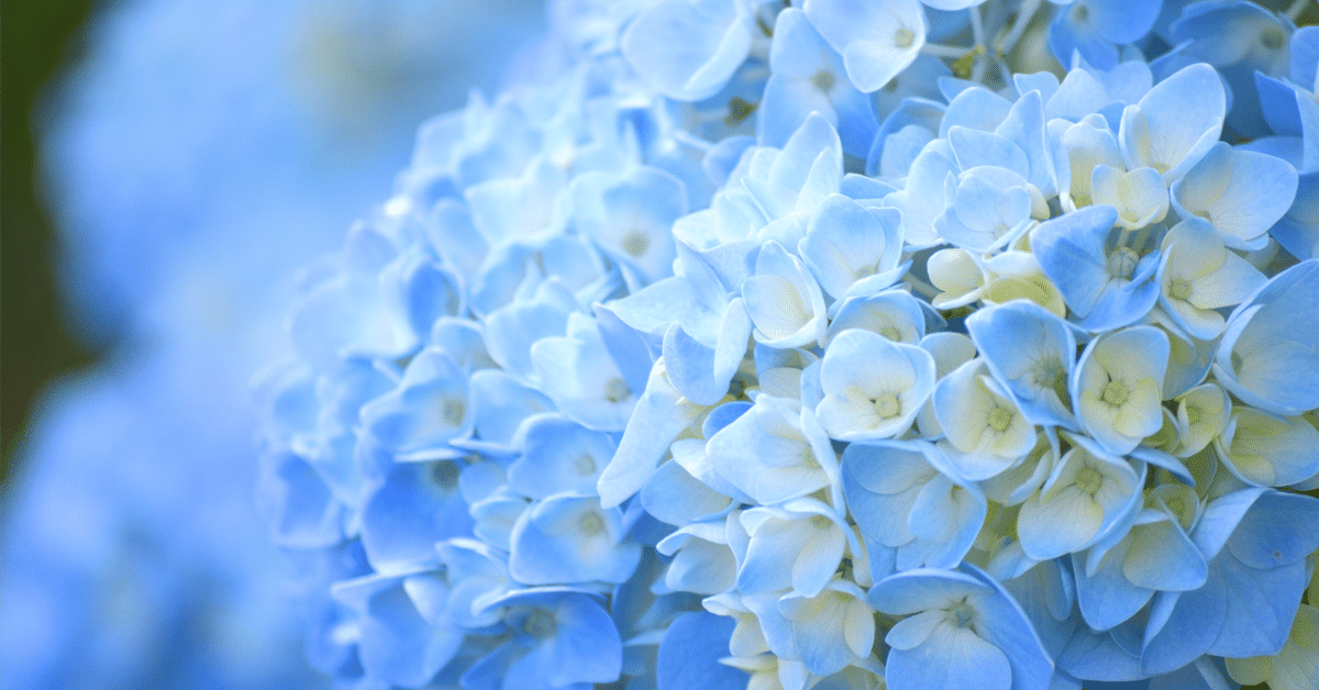 秋色紫陽花 