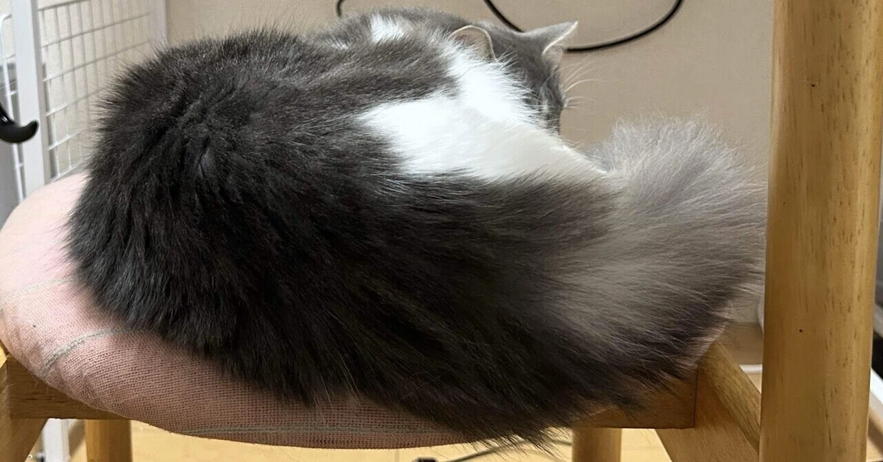 猫好きのひじきさん専用 【公式通販】