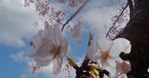 「アンフォルメ　フラワー」　中谷敦子　著　布花　染め花￼￼ 希少　レア アンフォルメ フラワー」 中谷敦子 著 布花 染め花￼￼ 希少