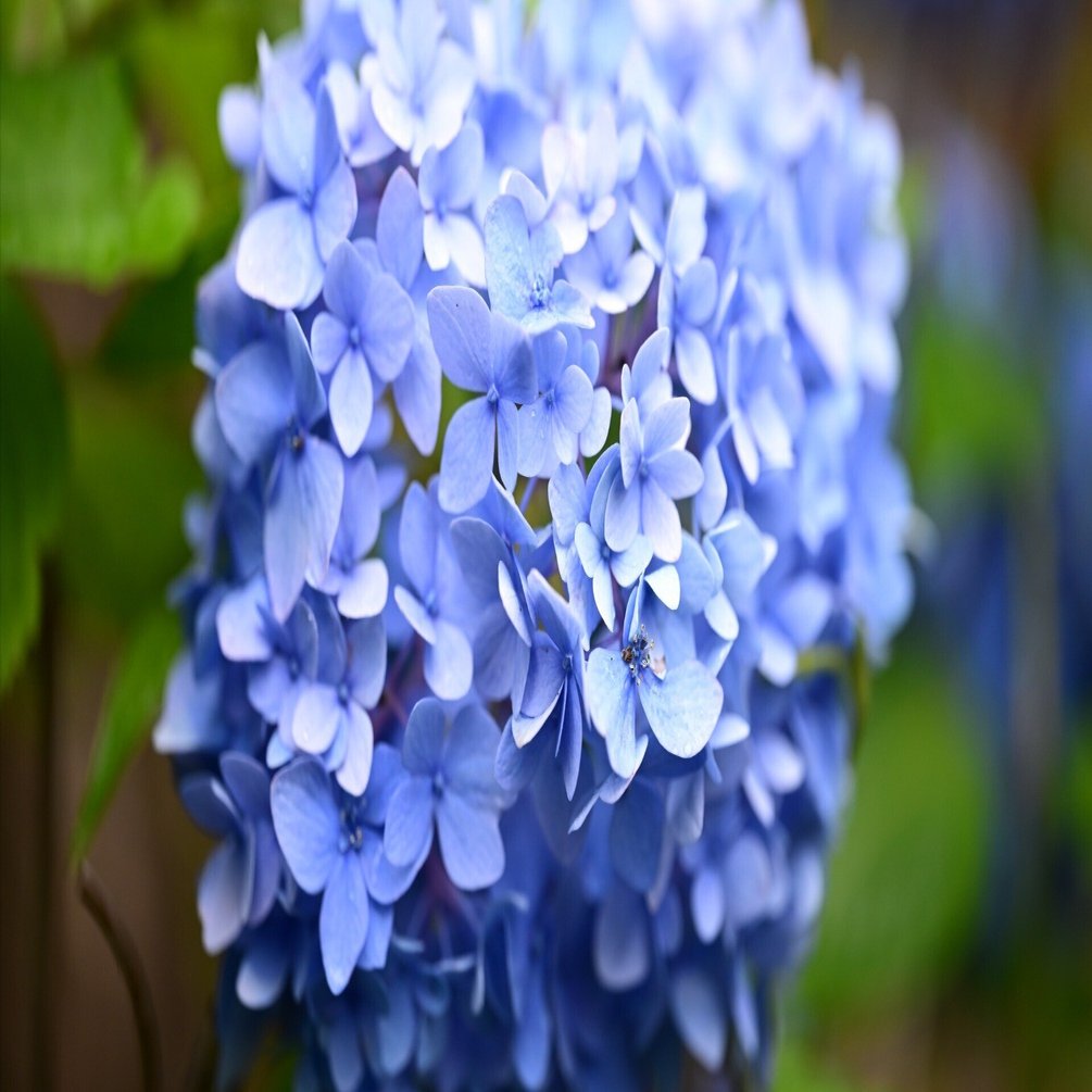 雑多な写真】湯島聖堂の紫陽花【Z6III】｜平乃ひら