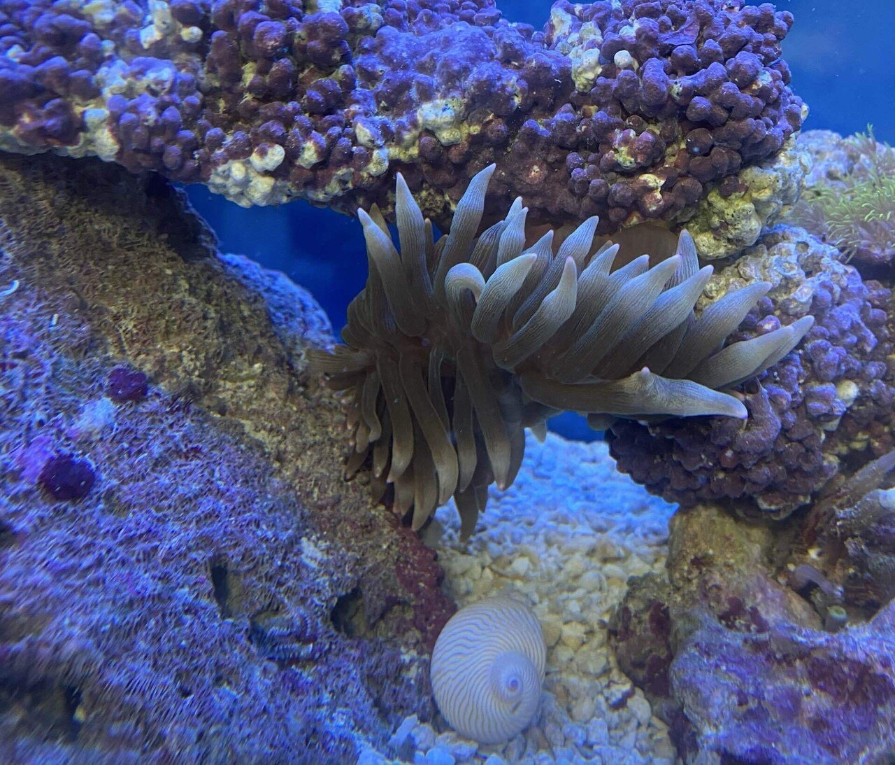 水槽 セット 海水魚 サンゴ イソギンチャク サンゴイソギンチャク - 海水魚・小型水槽・人工ライブロック通販