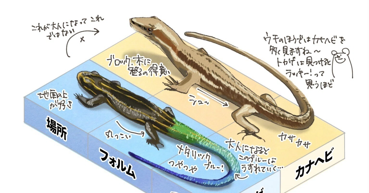 カナヘビ と トカゲ の 違い