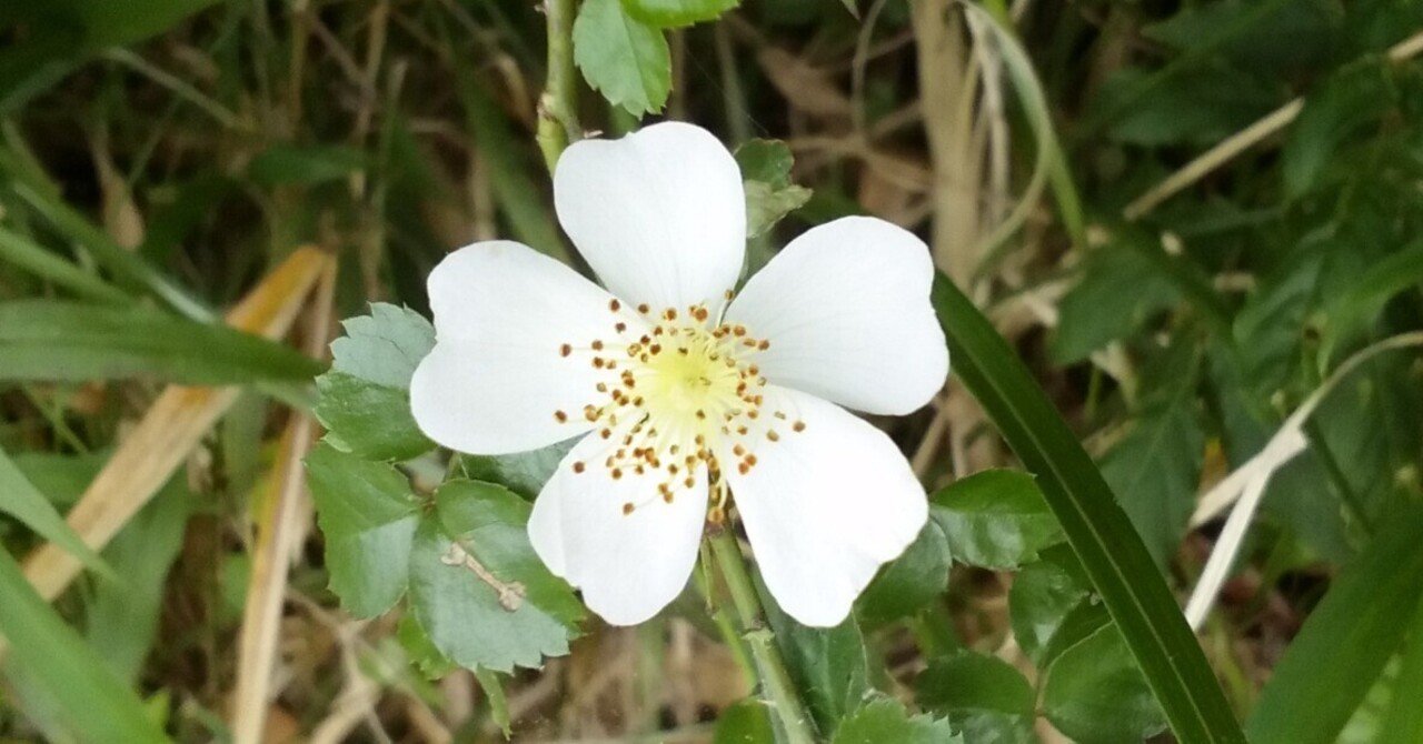 化学2023年6月号〜2024年5月号 化学2024年06月号 : Amazon.sg: Books