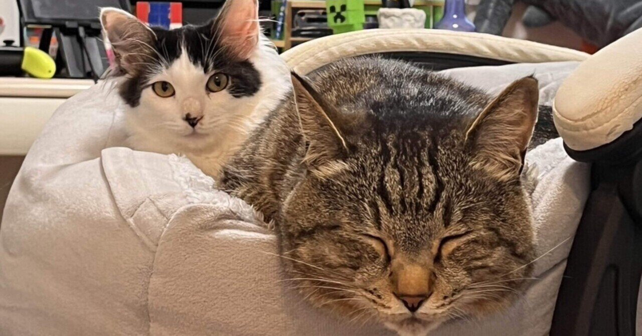 保護猫ちゃん　お幸せに 里親募集中の猫ちゃんのご紹介😺 お問い合わせ・面会のご予約は