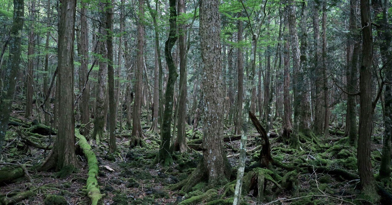 樹海ミステリー 生を紡ぐ森と生を終える者 第一話｜駒草出版