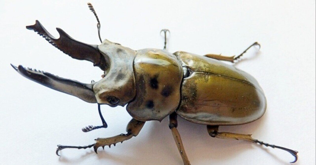 ※美麗　ババオウゴンオニクワガタ♂野外標本 美麗 ババオウゴンオニクワガタ♂野外標本 美麗ババオウゴンオニ