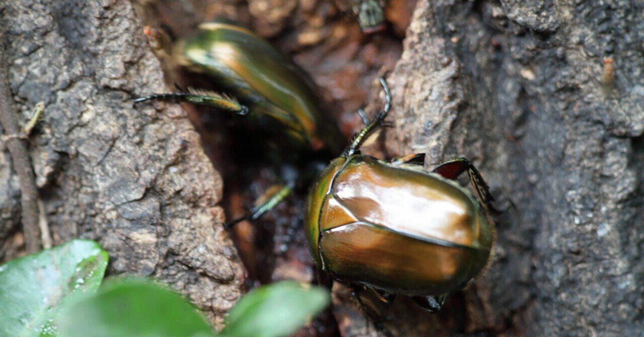 黄金虫から紐解く京都・金閣寺｜インタレスティング東洋医学