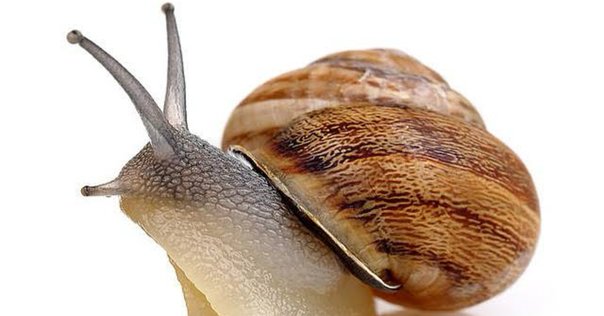 お知らせ】『カタツムリの世界の描き方』（三才ブックス）のこと