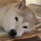 こたお