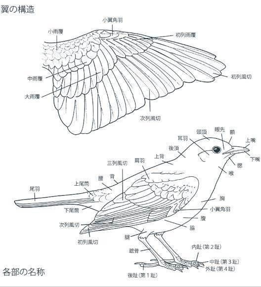 鳥の羽根 風切羽 （生きものミニサロン「鳥の羽根について