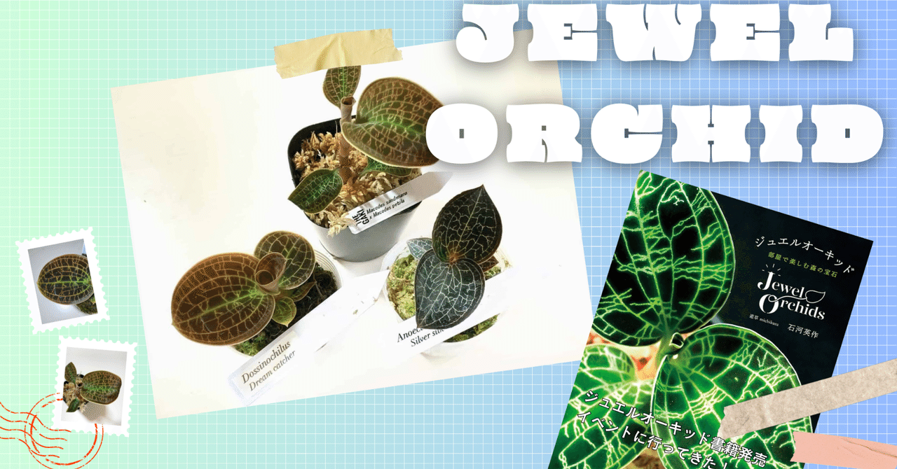 道草×The GAKI ジュエルオーキッドのイベントに行ってきた｜moss