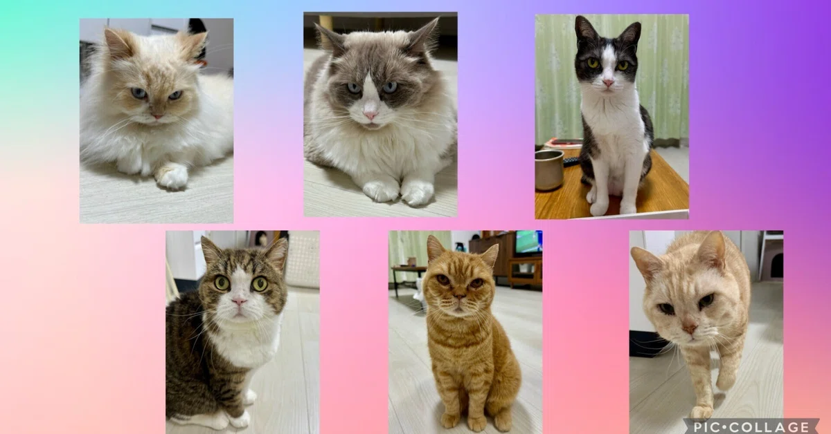 [Professional Insight] A cat's 'problem behavior' is actually an 'SOS ...