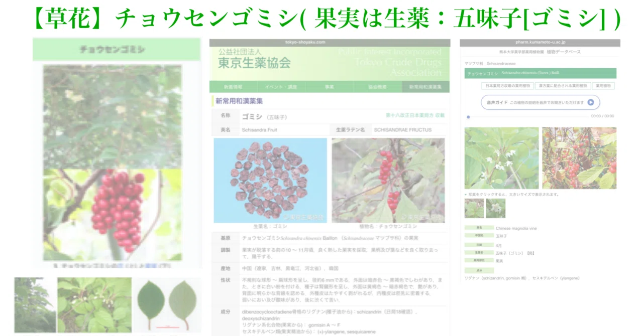 草花】チョウセンゴミシ( 果実は生薬：五味子[ゴミシ] )｜200im