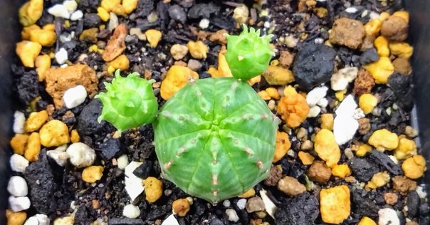 MONSTROUSA - モンストローサ】綴化、石化、モンスト。突然変異