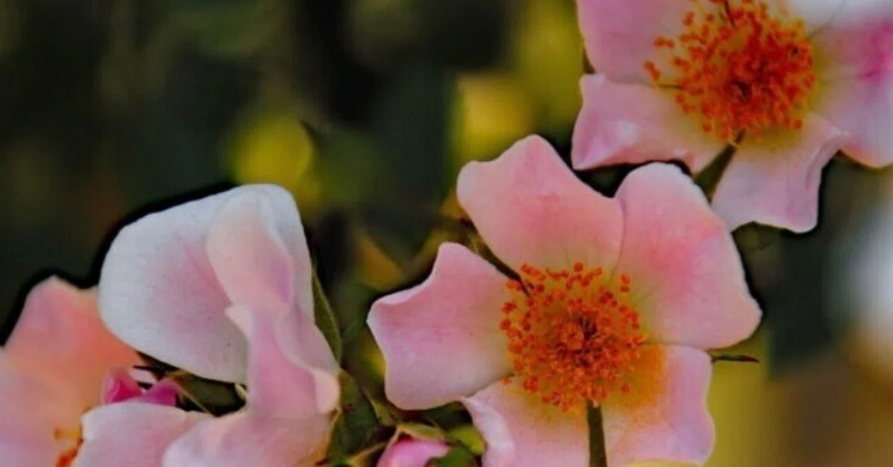 ?手放した薔薇達へ｜ずく