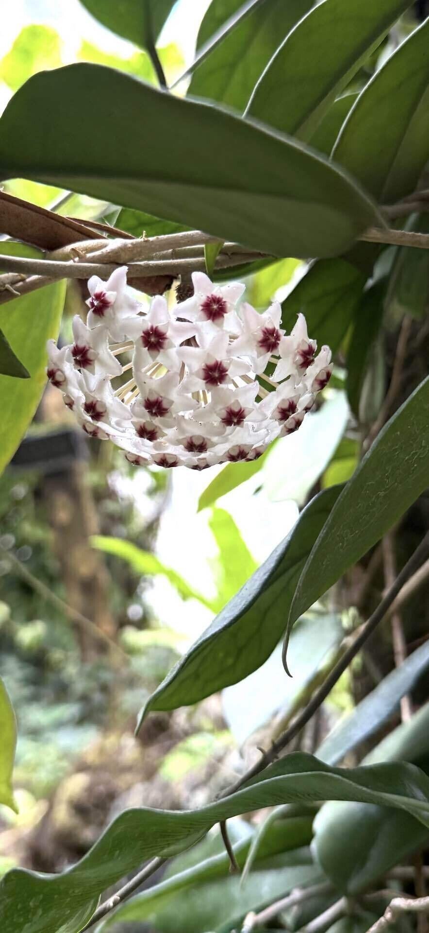 サクララン 真下に円形状に咲く多肉植物特有の美しい花姿｜EGGSEED