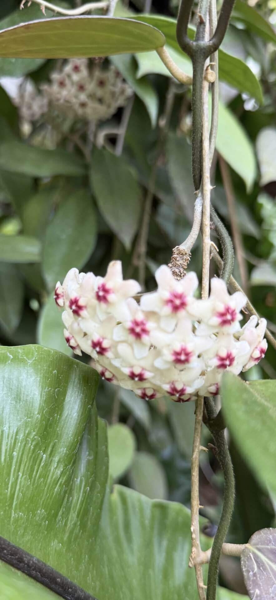 ホヤ　Hoya Veillata Silver Heart サクララン 原種 ホヤ ヴェルシラータ シルバーハート サクララン 鉢花 吊鉢